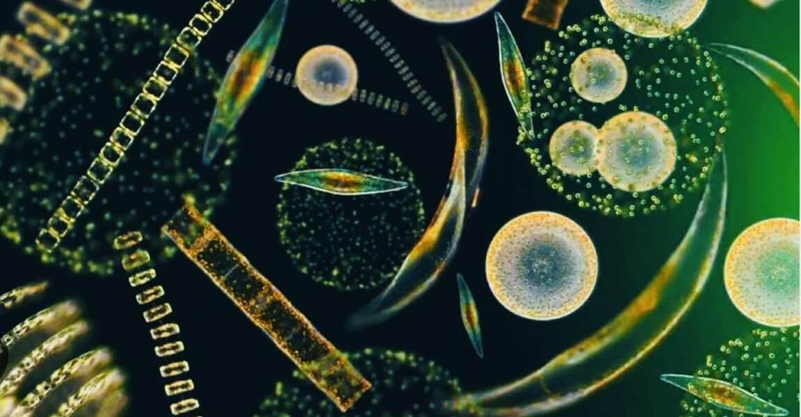 marine phytoplankton