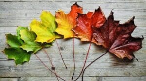 Series of images showing leaves changing color from green to red, orange, and yellow, illustrating the seasonal impact on the body's health and vitality.
